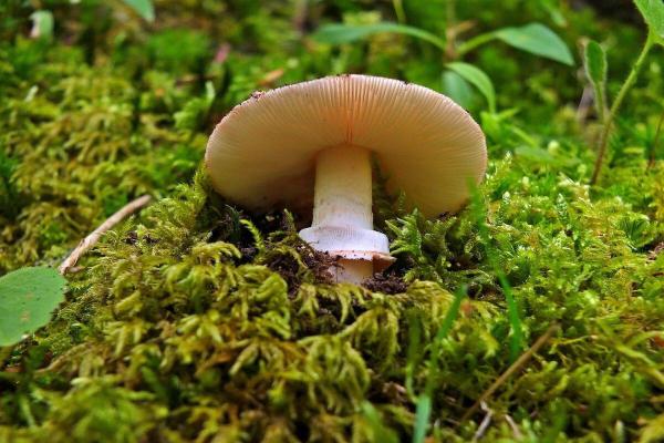 What Are Basidiomycetes Fungi? - Characteristics of basidiomycetes