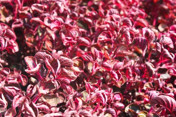 Bloodleaf Plant Care and Propagation - Characteristics of bloodleaf plants