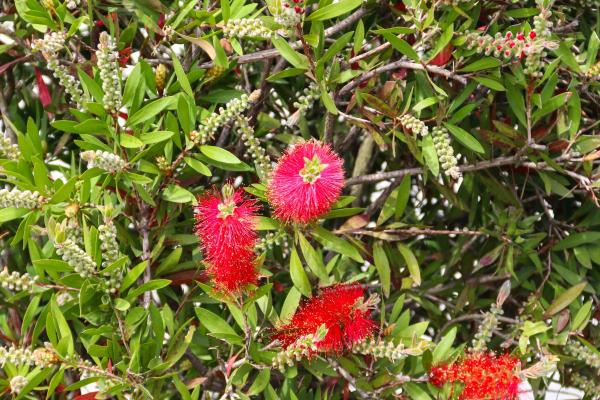 Bottlebrush Plant Varieties and Care - Characteristics of bottlebrush plants