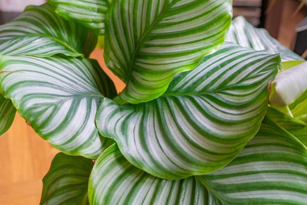 How to Care for Calathea Orbifolia - Characteristics of Calathea orbifolia