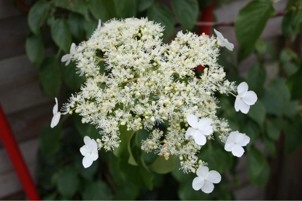 Climbing Hydrangeas Care Guide - Characteristics of climbing hydrangeas