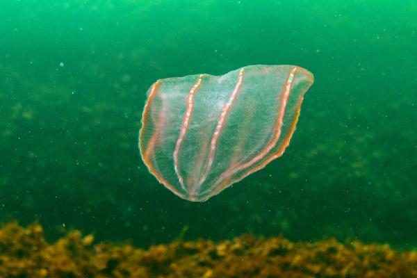 What Are Ctenophores? A Guide to Comb Jellies - Characteristics of ctenophores