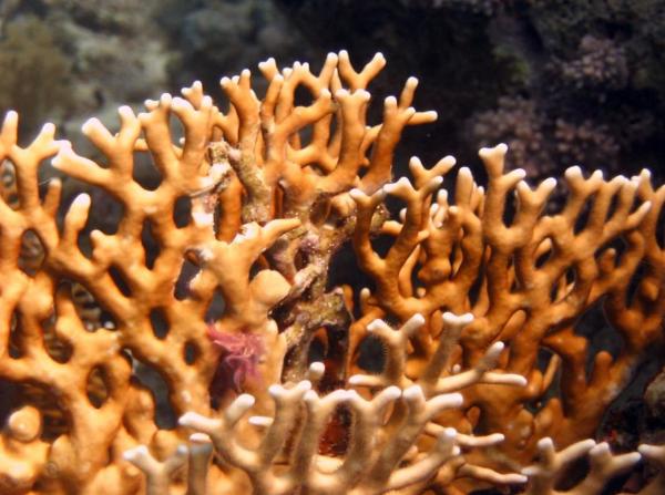 What Is Fire Coral? - The Coral That Stings - Characteristics of fire coral
