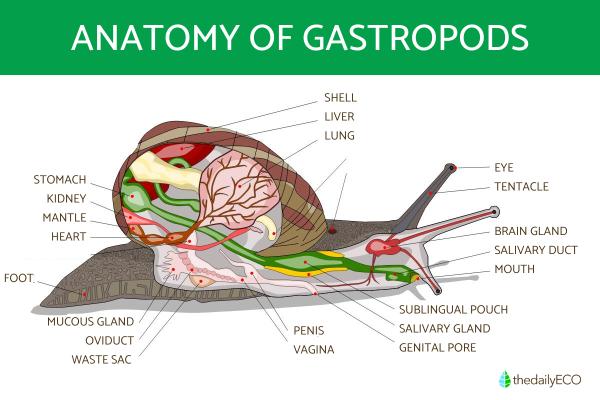 What Are Gastropods in Biology? - Characteristics of gastropods