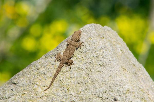Are Geckos Poisonous? - Characteristics of geckos