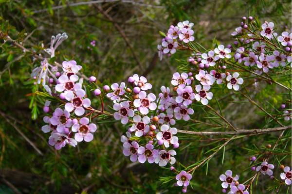Geraldton Wax Plant Care and Propagation - Characteristics of Geraldton wax