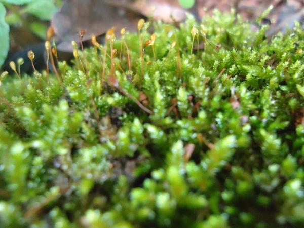 What Are Hornwort Plants? - Definition and Characteristics - Characteristics of hornwort plants