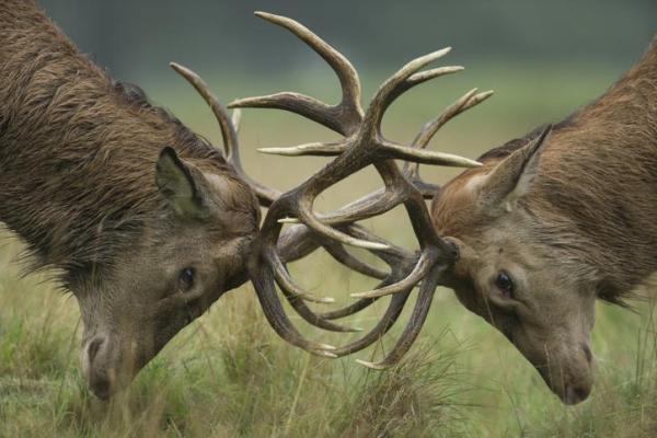 What Is Intraspecies Competition? - Characteristics of intraspecific competition