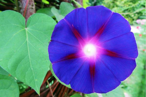 Morning Glory or Ipomoea Purpurea Care Guide - Characteristics of Ipomoea purpurea