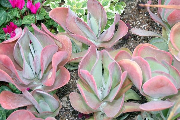 Kalanchoe Farinacea - Care and Propagation - Characteristics of Kalanchoe farinacea