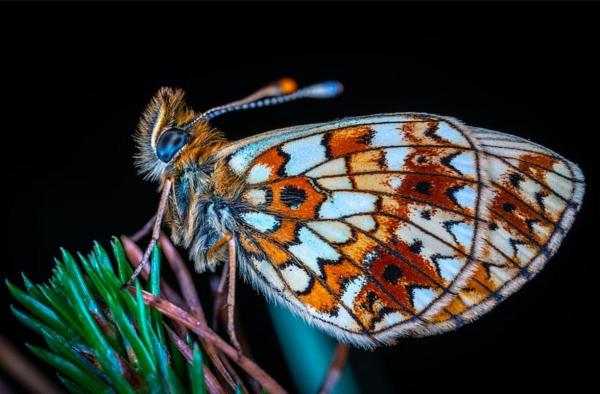 What Is a Lepidopteran? - Characteristics of lepidopterans