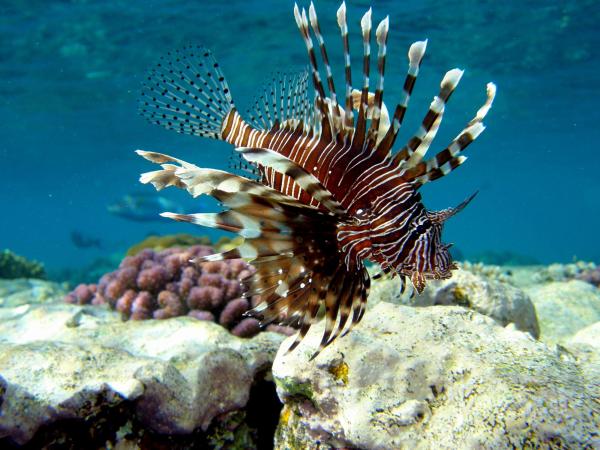 Lionfish as Invasive Species - Characteristics of lionfish