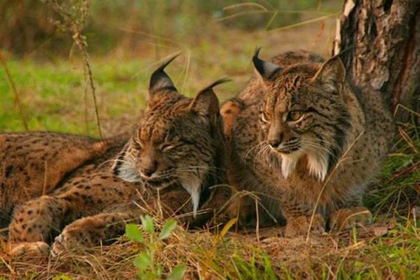 Different Types of Lynx Cat - Characteristics of lynxes