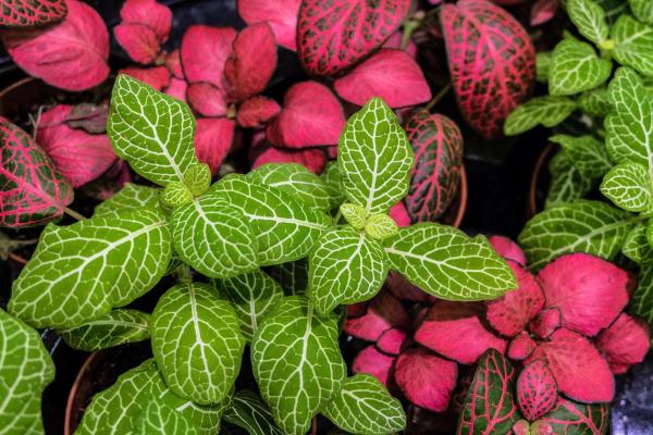 Nerve Plant Care Guide - Grow and Propagate - Characteristics of nerve plants