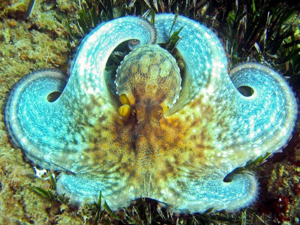 Is an Octopus a Mollusk? - Characteristics of octopuses