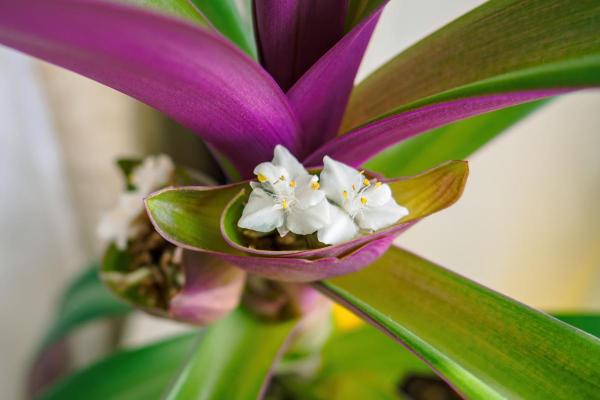 Oyster Plants Care - Tradescantia spathacea - Characteristics of oyster plants