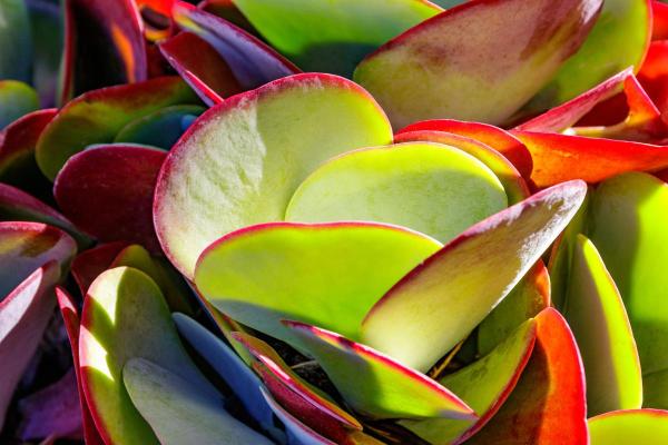 Paddle Plant Care - Kalanchoe Thyrsiflora - Characteristics of paddle plant succulents