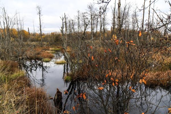 What Are Peatlands? - Types and Uses - Characteristics of peatlands