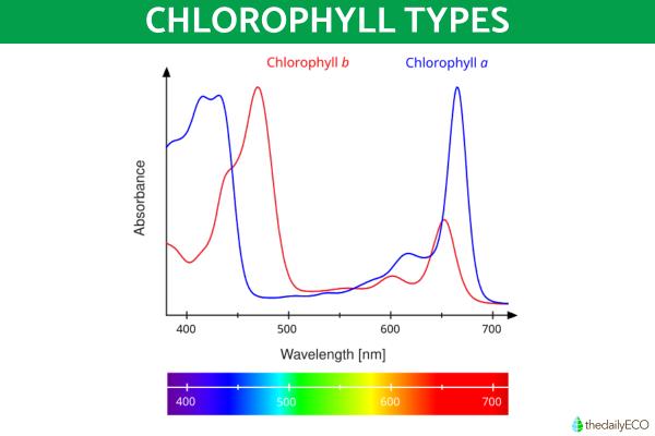 What Are Photosynthetic Pigments? - Characteristics of photosynthetic pigments