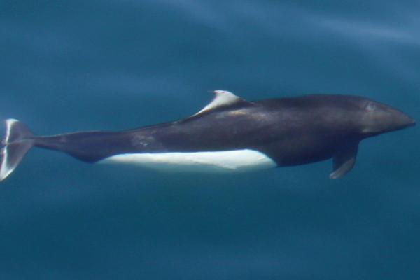 Different Types of Porpoises - Characteristics of porpoises