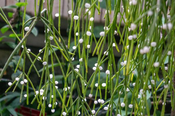 Mistletoe Cactus or Rhipsalis Baccifera Care Guide - Characteristics of Rhipsalis baccifera