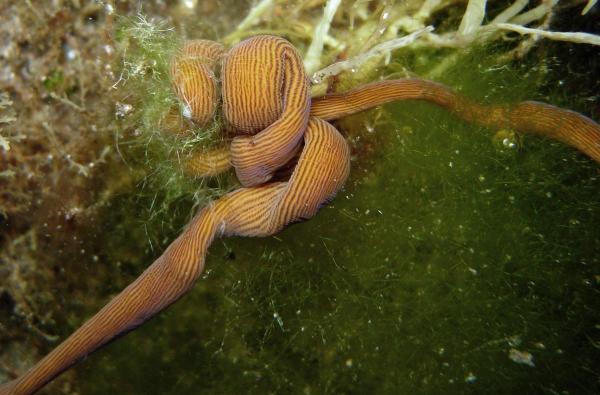 What Are Ribbon Worms? - Characteristics of ribbon worms