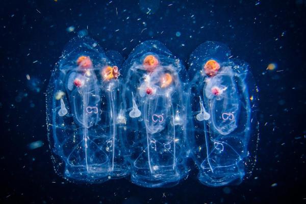 What Are Sea Salps? - Characteristics of salps
