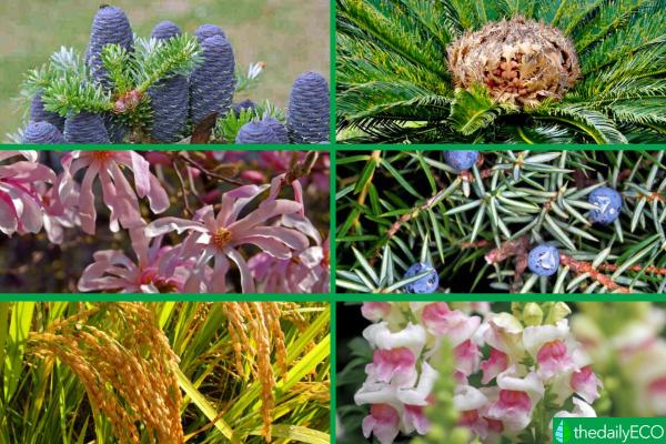 Spermophyte Plants - Seed Plants Definition - Characteristics of spermatophyte plants