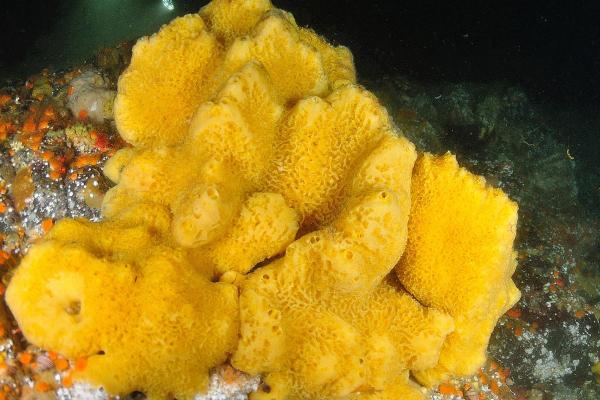 What Are Sea Sponges (Porifera)? - Characteristics of sponges