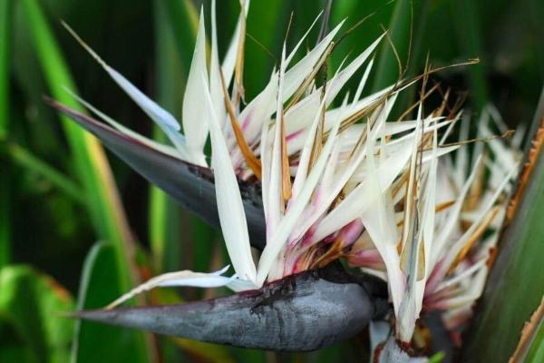 Strelitzia Nicolai or Wild Banana Care Guide - Characteristics of Strelitzia nicolai