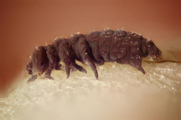 What Are Tardigrades? - Characteristics of tardigrades