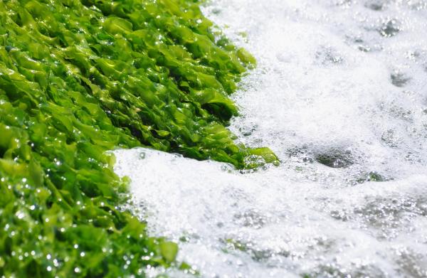 What Are Thallophytes in Biology? - Characteristics of thallophytes