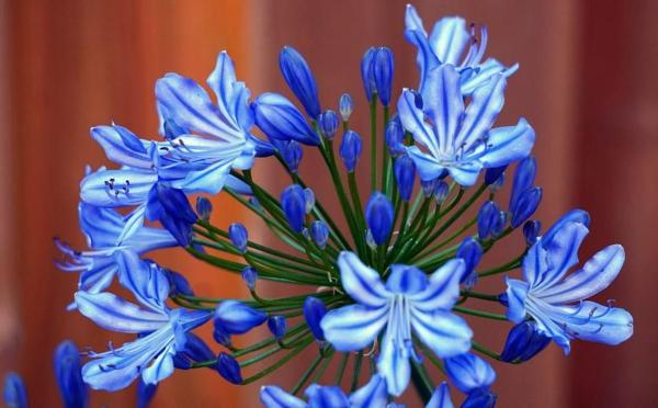 Caring for Agapanthus in Pots - Lily of the Nile Care - Characteristics of the agapanthus
