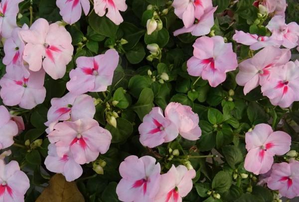 Balsam Flower Plant Care Guide - Characteristics of the balsam flower