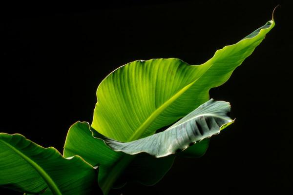 Indoor Banana Tree Plant Care and Propagation - Characteristics of the banana tree plant