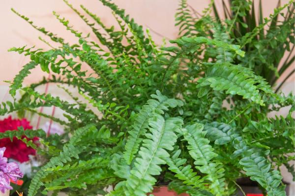Boston Fern Care and Propagation - Characteristics of the Boston fern