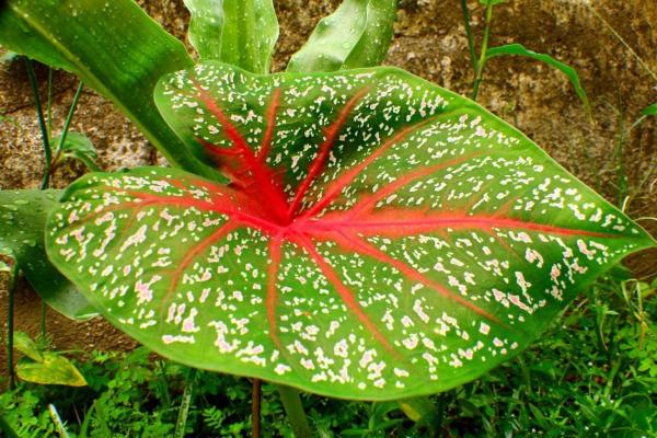 Caladium Plants - Care, Watering and Propagation - Characteristics of the Caladium