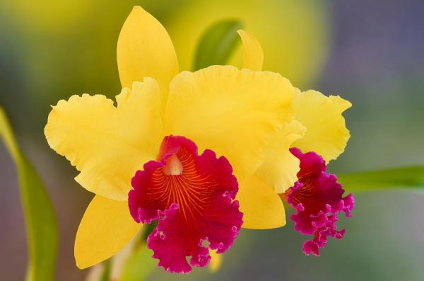 Cattleya Orchid Care for Indoors and Outdoors - Characteristics of the cattleya orchid