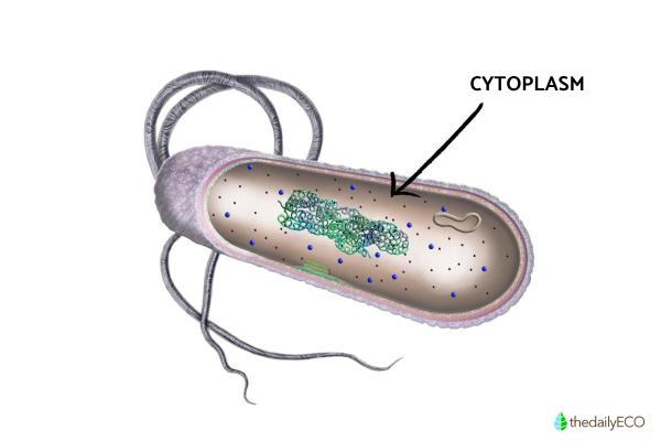 What Is Cytoplasm and Its Function? - Characteristics of the cytoplasm