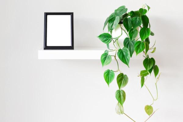 Heartleaf Philodendron Plant Care Guide - Characteristics of the heartleaf philodendron plant
