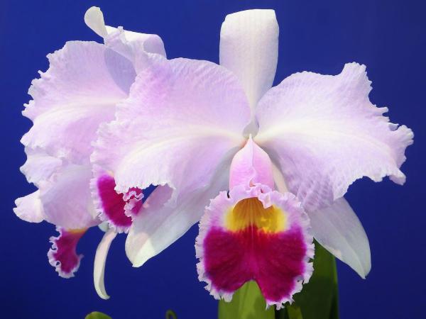 What Is the National Flower of Colombia? - Characteristics of the national flower of Colombia