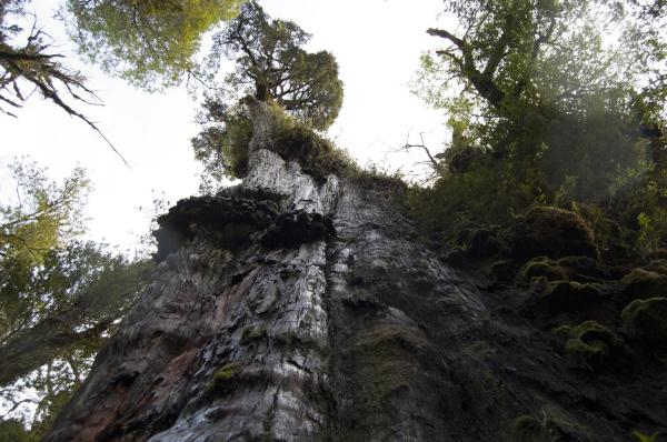 Where Is the Oldest Tree in the World? - Characteristics of the oldest tree in the world