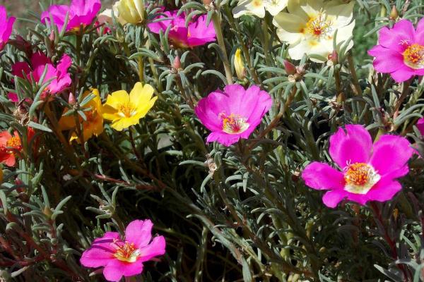 Portulaca Plant Care and Propagation - Characteristics of the portulaca plant
