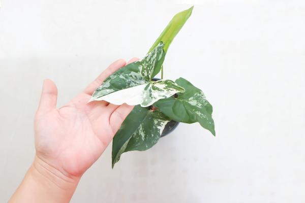 Syngonium Plant Care and Propagation - Characteristics of the syngonium