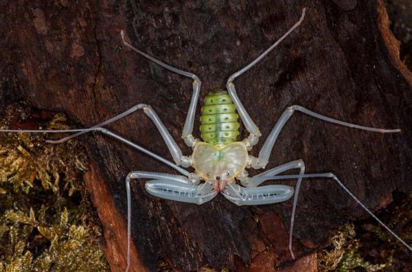 Whip Spider Definition and Types - Characteristics of the whip spiders