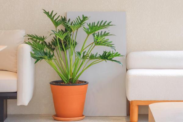 Xanadu Plant Care and Propagation - Characteristics of the xanadu plant
