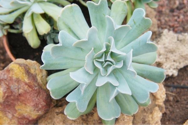 Topsy Turvy Succulent Care Guide - Characteristics of topsy turvy succulents