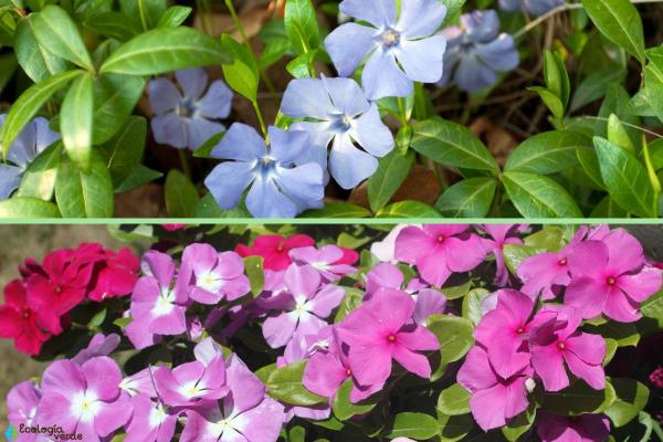 Caring for Vinca Plants - Characteristics of vinca plants