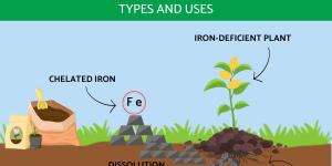 Chelated Iron for Plants - Types and Uses