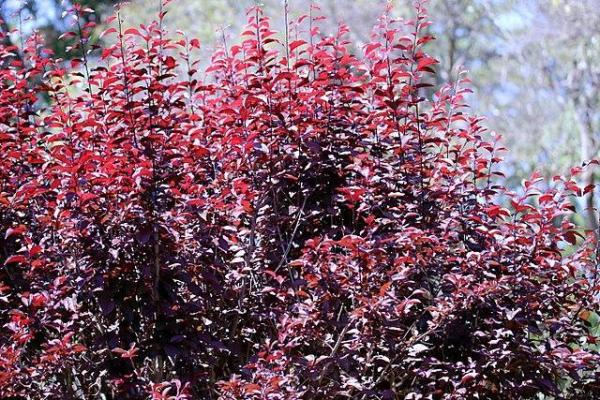 Winter Outdoor Plants for Pots - Cherry plum